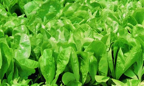 Piantine di insalata da taglio