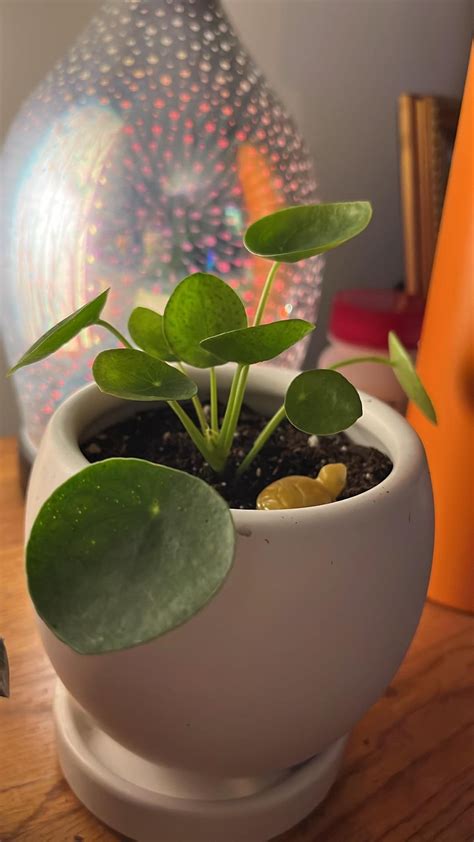 Pilea peperomioides light