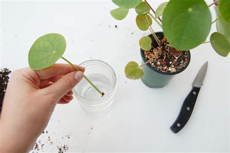 Pilea peperomioides propagation