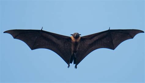 Pipistrelli