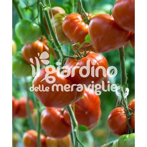 Pomodori da Impalare