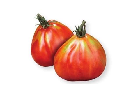 Pomodoro Pera d'Abruzzo