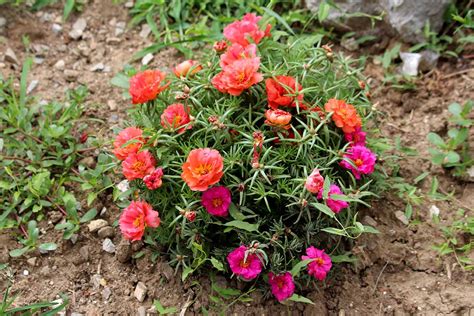 Portulaca