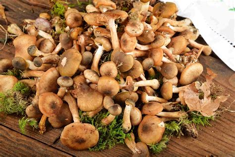 Preparazione dei Chiodini