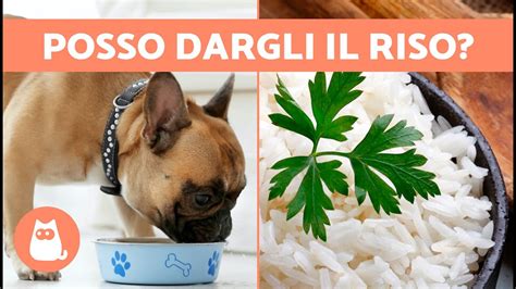 Preparazione del riso per cani