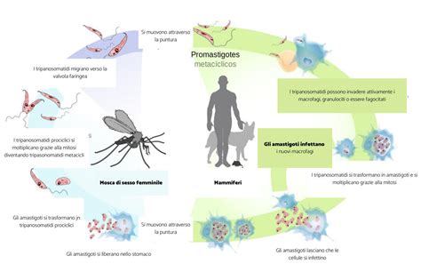 Prevenzione Leishmaniosi