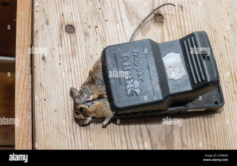 Procedimento per la trappola