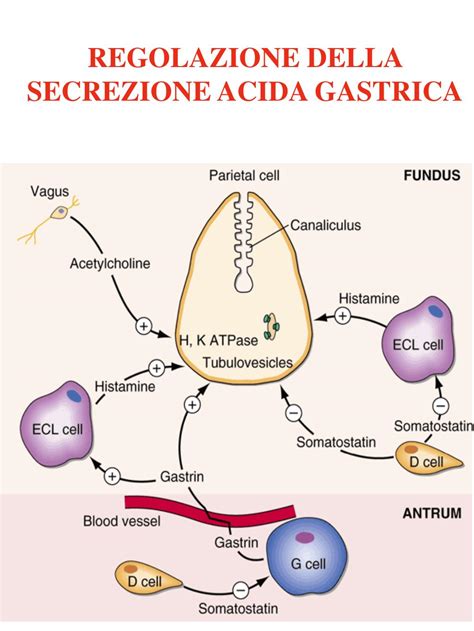 Produzione acido gastrico