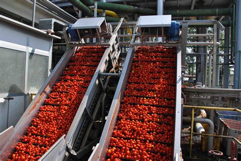 Produzione industriale di passata di pomodoro