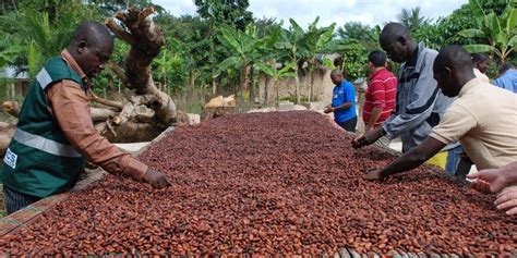 Produzione mondiale di cacao