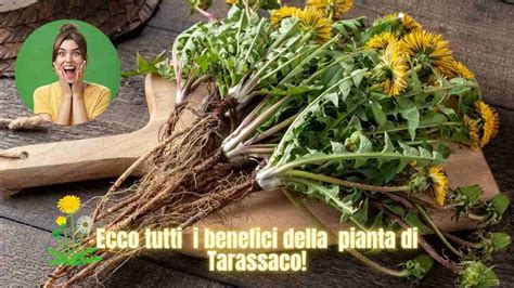 Proprietà del Tarassaco