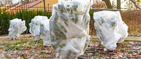 Protezione delle piante in inverno