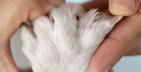 Pulci e zecche nei gatti