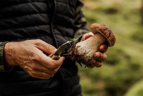 Pulizia Funghi Porcini
