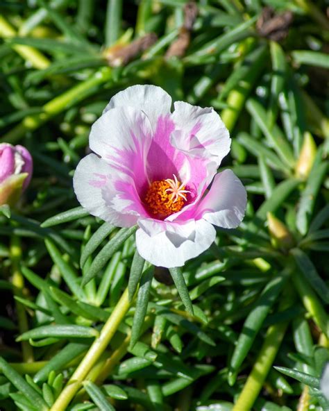 Pulizia Portulaca