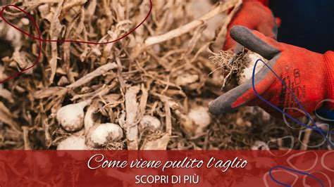 Pulizia dell'aglio