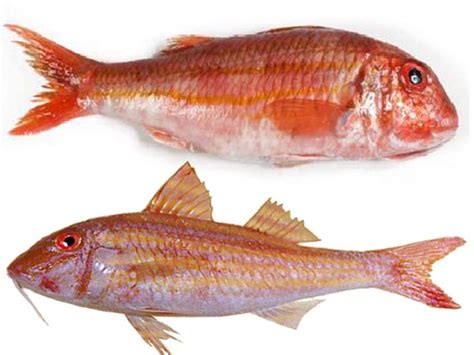 Pulizia della Triglia