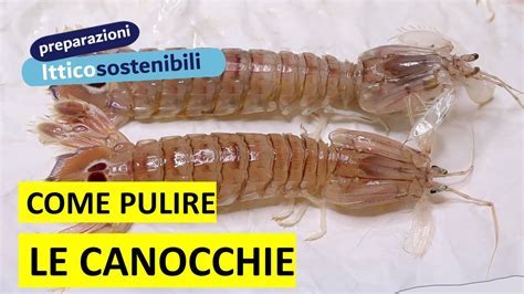 Pulizia delle Canocchie