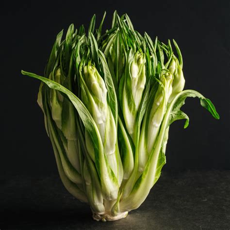 Puntarelle alla Romana