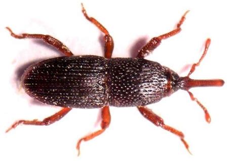 Punteruolo del Grano