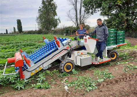 Raccoglitrice elettrica per insalata