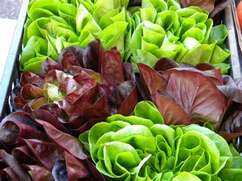Raccolta Insalata