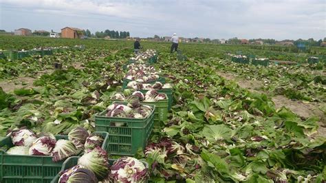Raccolta Radicchio di Chioggia