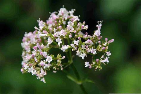 Raccolta Valeriana