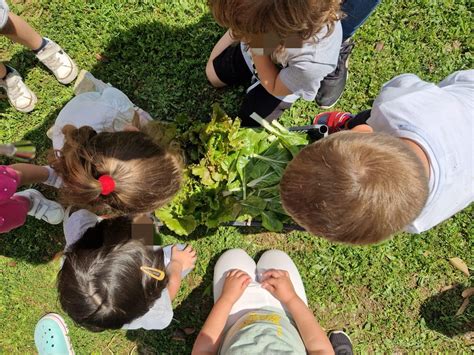 Raccolta dell'Insalata