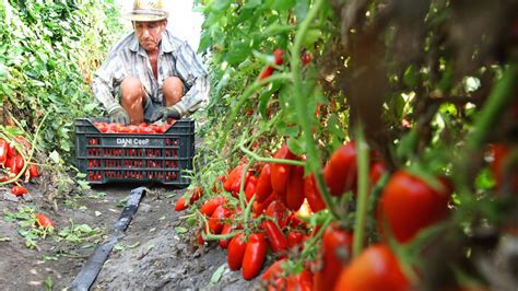 Raccolta pomodori