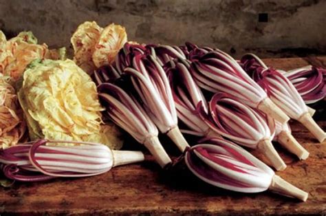 Radicchio Rosso di Treviso Tardivo