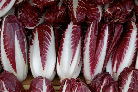 Radicchio Trevigiano