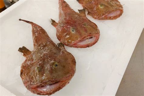 Rana Pescatrice