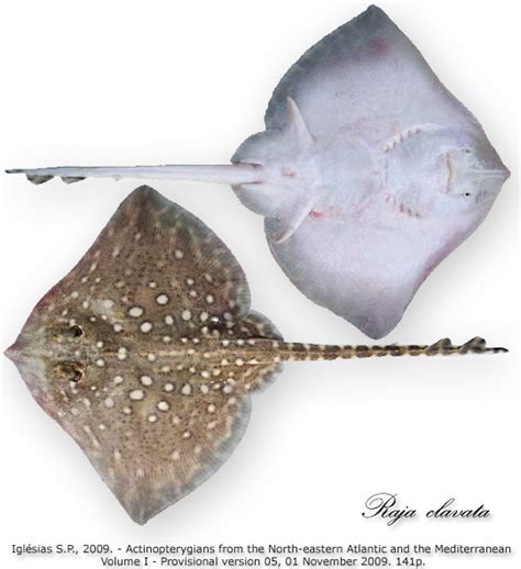 Razza Chiodata