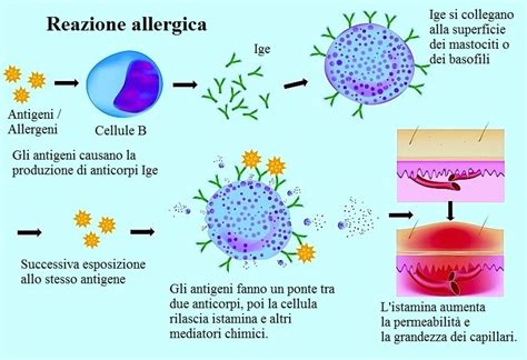 Reazione allergica