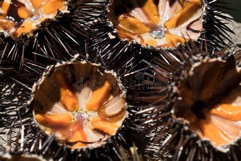 Ricci di Mare Freschi