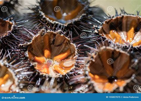 Ricci di mare Salento