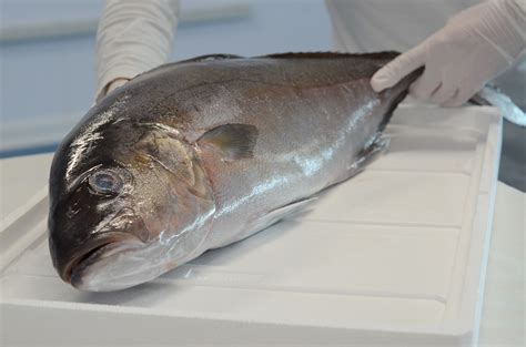 Ricciola fresca