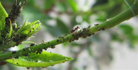 Rimedi naturali contro gli afidi