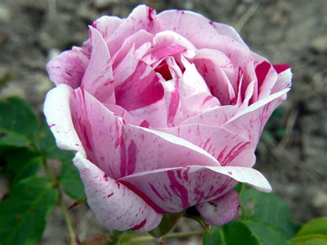 Rosa di crema variegata