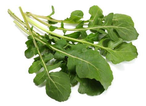 Rucola