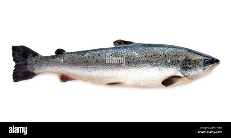 Salmone fresco intero