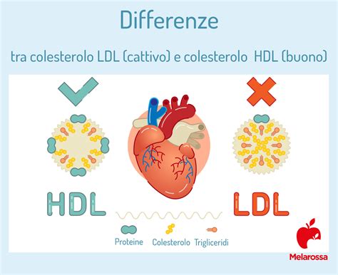 Schema del colesterolo LDL e HDL