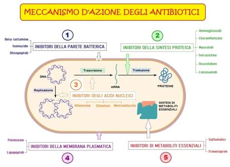 Schema del meccanismo d'azione degli antibiotici