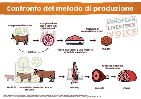 Schema di produzione carne coltivata