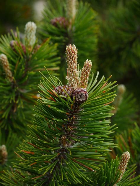 Sciroppo di pigne di pino mugo