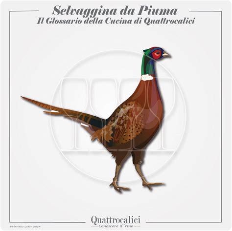 Selvaggina da Piuma