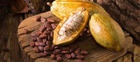 Semi di cacao