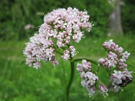 Semina Valeriana