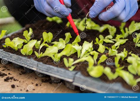 Semina dell'insalata